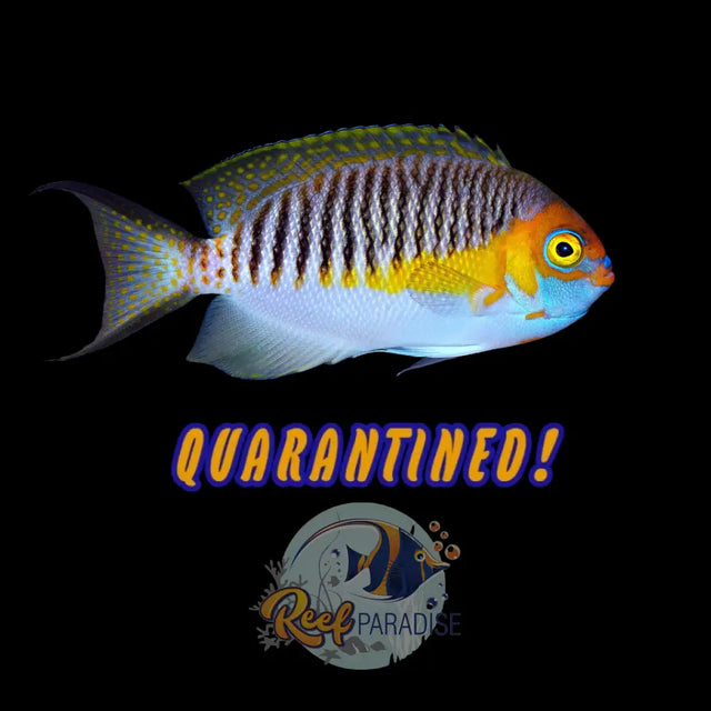 Masked Swallowtail Angelfish Male *RARE*