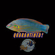 Melanurus Wrasse
