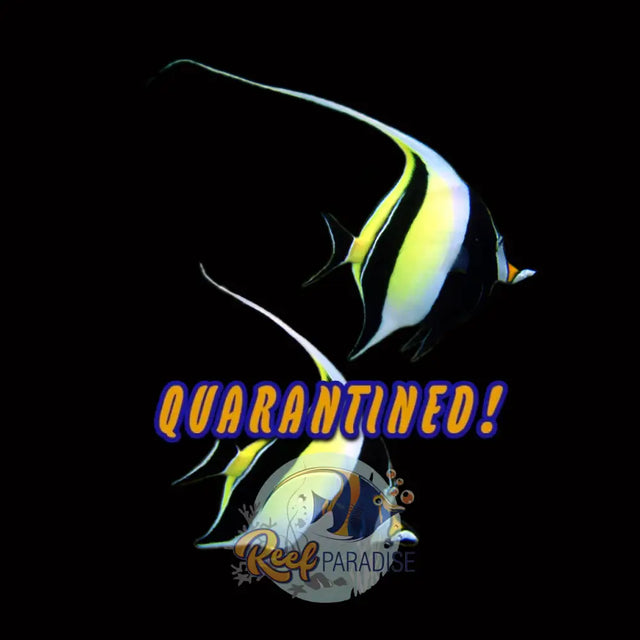 Moorish Idol