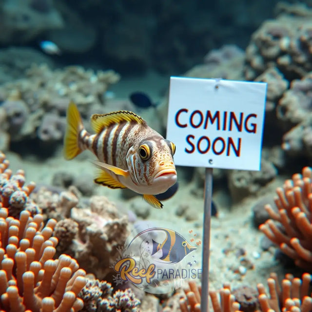 More Fish Coming Soon!