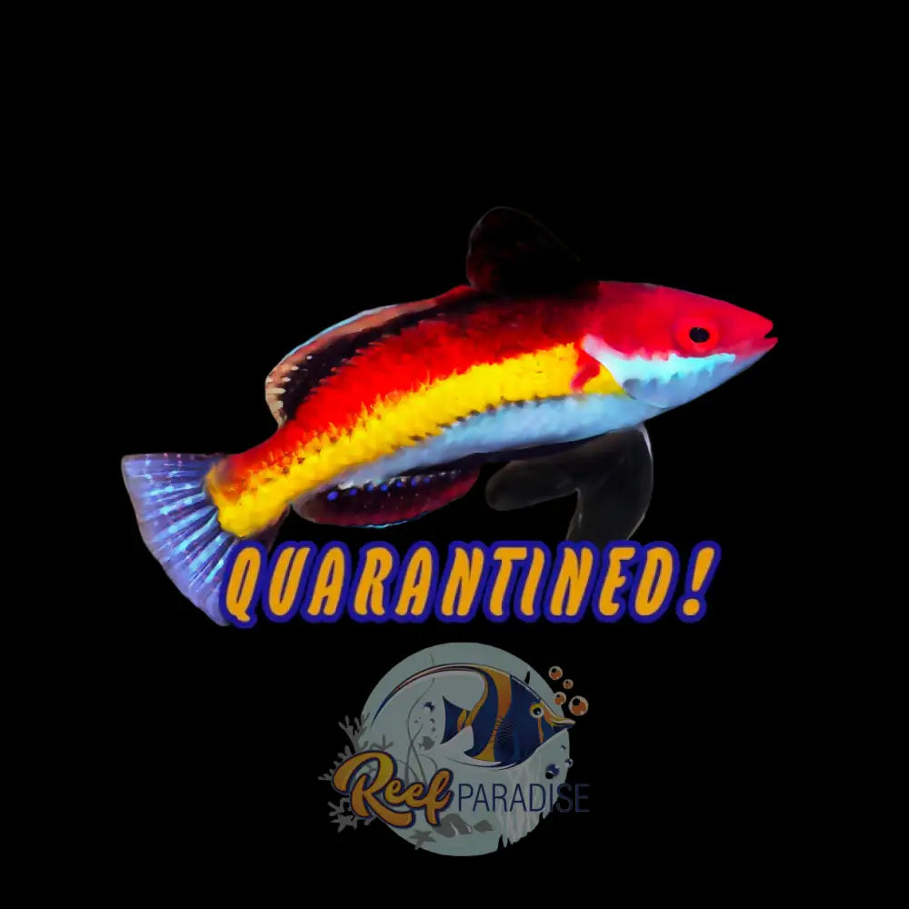 Naoko’s Wrasse *RARE*