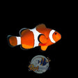 Ocellaris Clownfish (Medium) Locally Bred