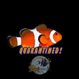 Ocellaris Clownfish (Medium) Locally Bred