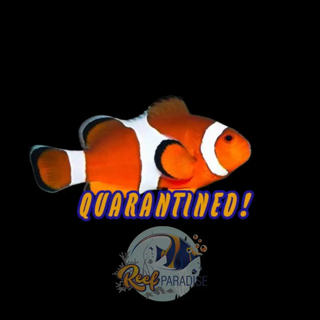 Ocellaris Clownfish (Medium) Locally Bred