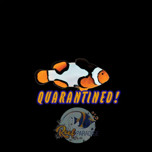 Onyx Picasso Clownfish