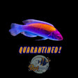 Orange Back Fairy Wrasse