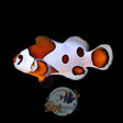 Orange Storm Clownfish Locally Bred