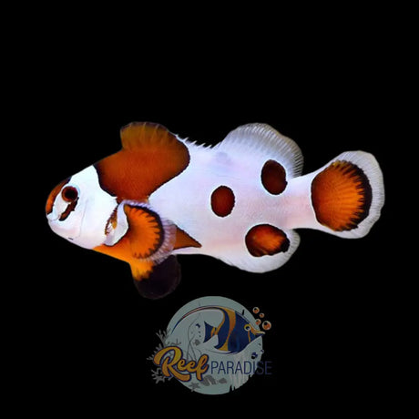 Orange Storm Clownfish Locally Bred