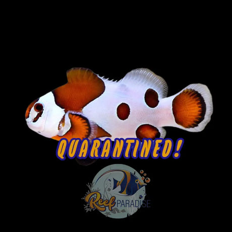Orange Storm Clownfish Locally Bred
