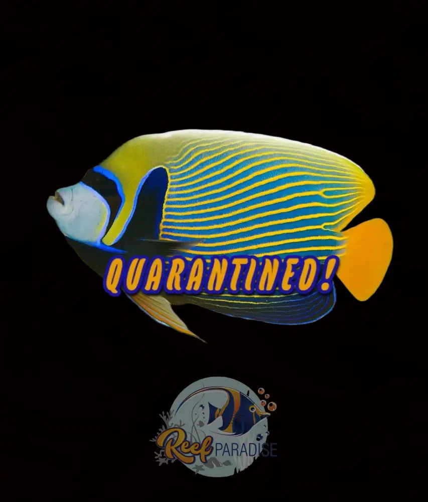 Orange Tail Emperor Angelfish (Madagascar) Show Size