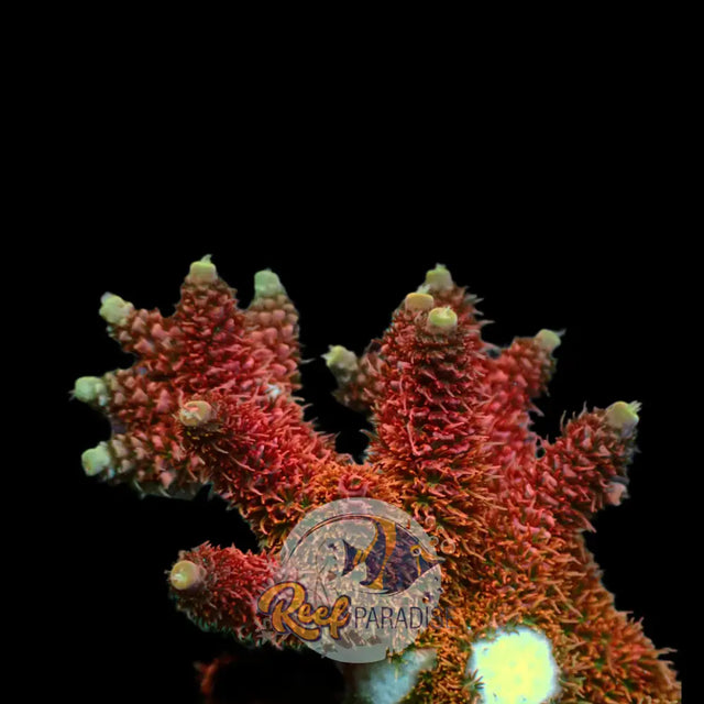 Passion Fruit Millepora (Free Shipping)