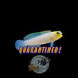 Pearly Jawfish