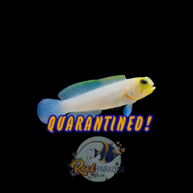 Pearly Jawfish