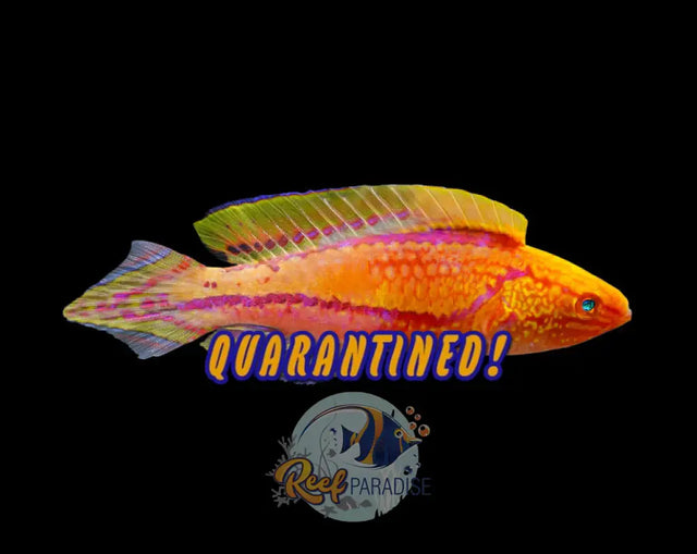 Pintail Fairy Wrasse *RARE*