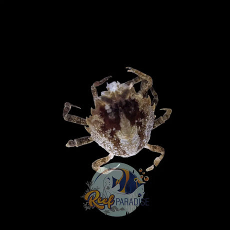 Pitho Crab