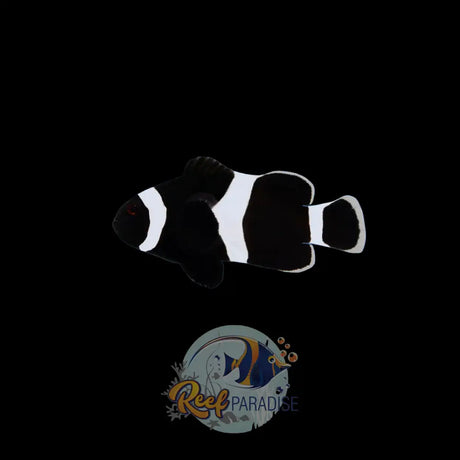 Premium Darwin Clownfish