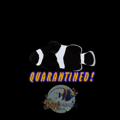 Premium Darwin Clownfish