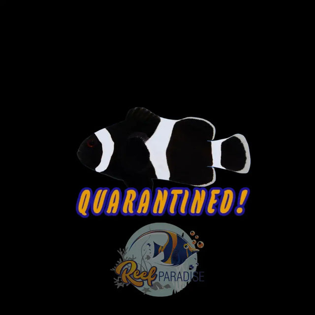 Premium Darwin Clownfish