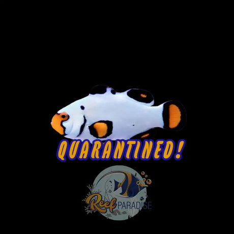 Premium Flurry Clownfish