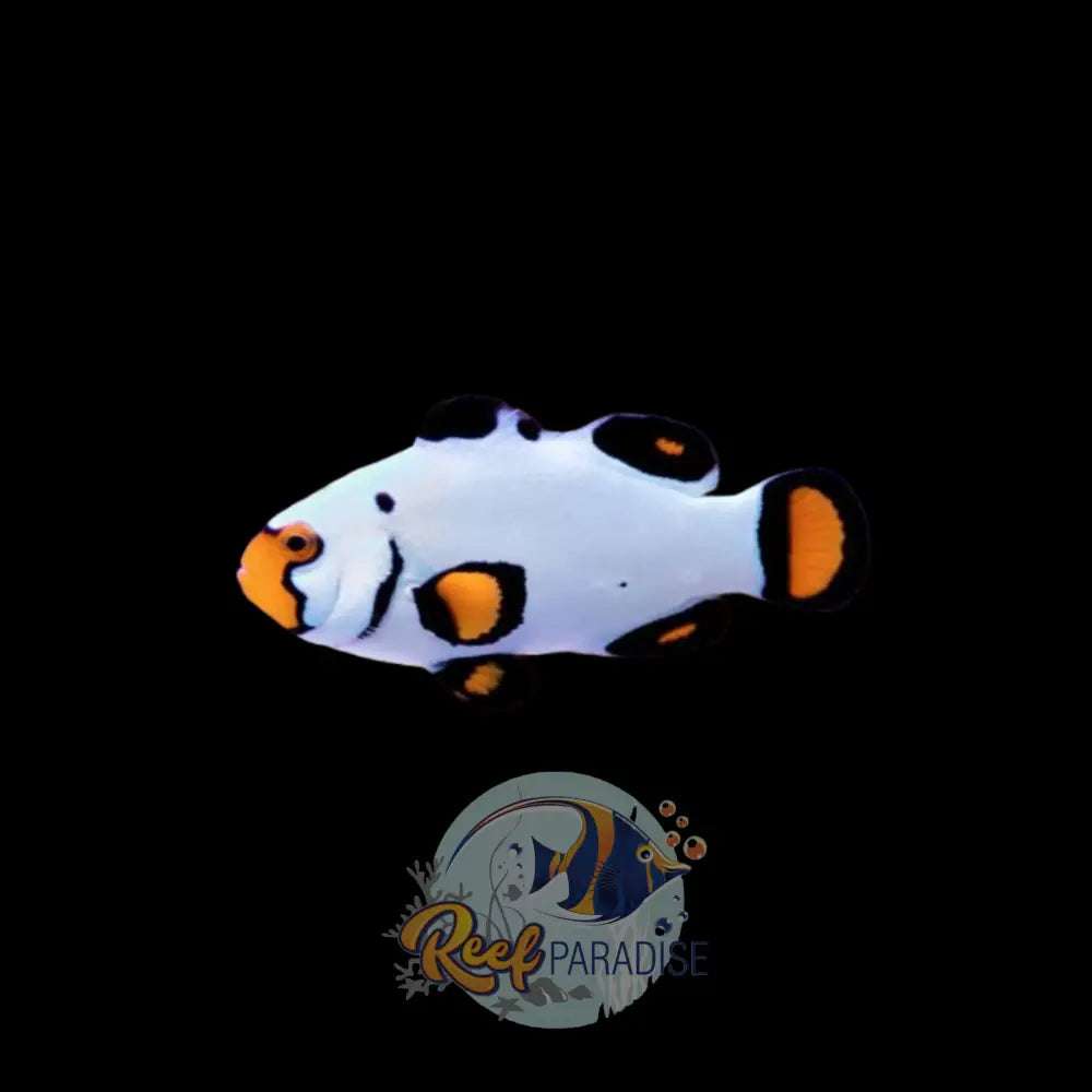 Premium Flurry Clownfish