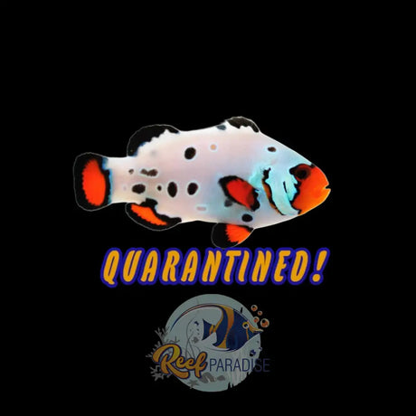 Premium Frostbite Clownfish