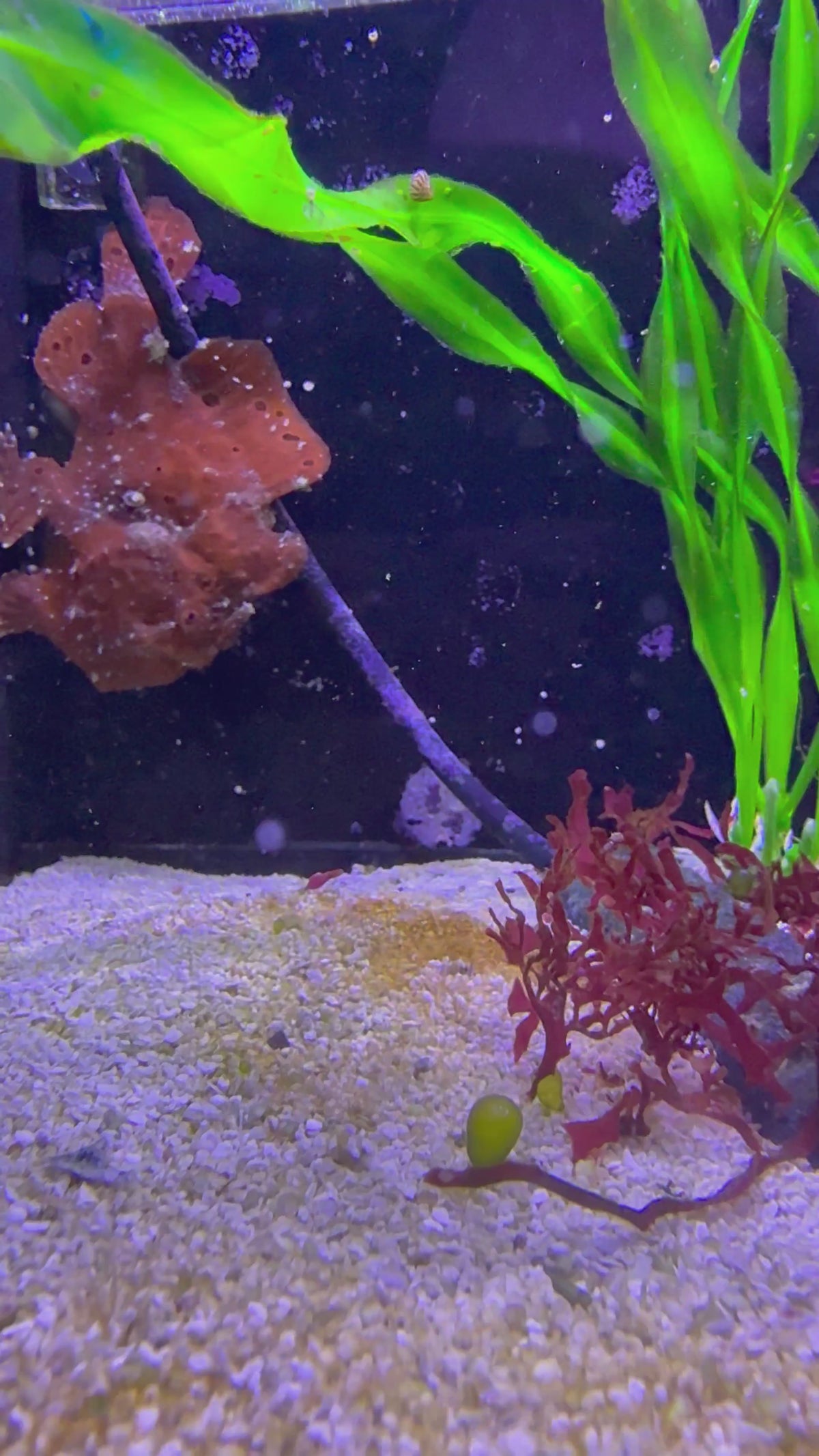 Red Frogfish
