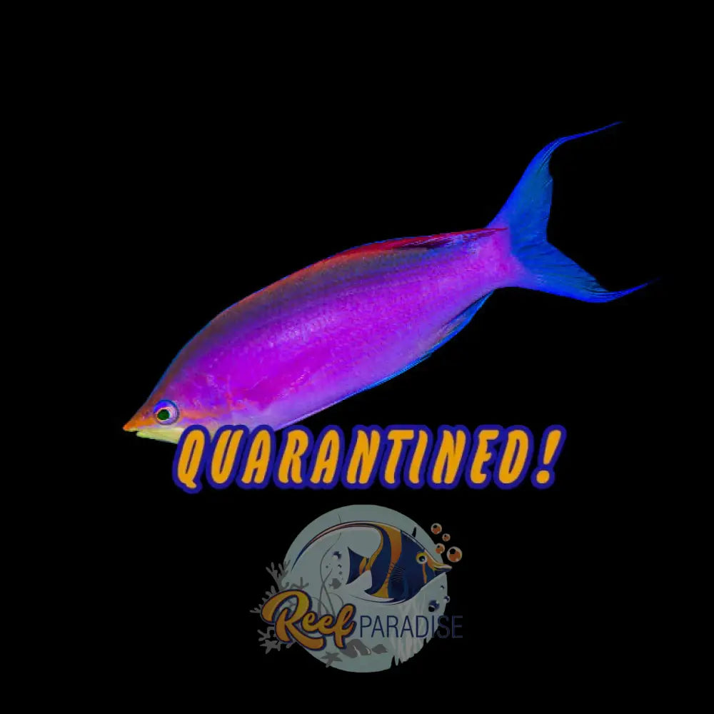 Purple Queen Anthias