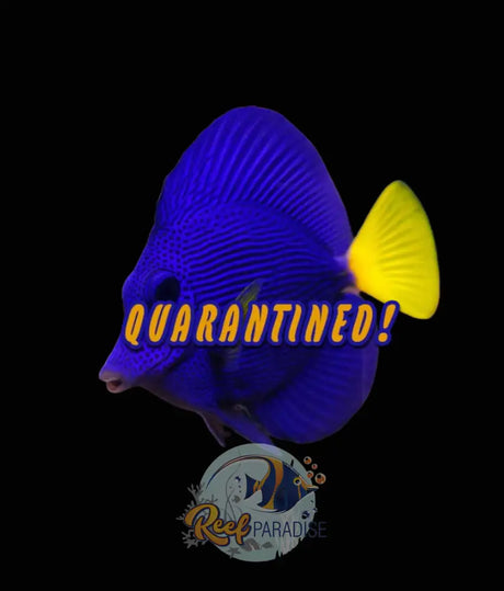 Purple Tang Medium Large