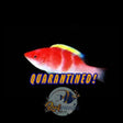 Red Banded Fairy Wrasse