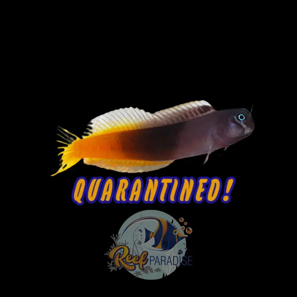 Red Tail Blenny