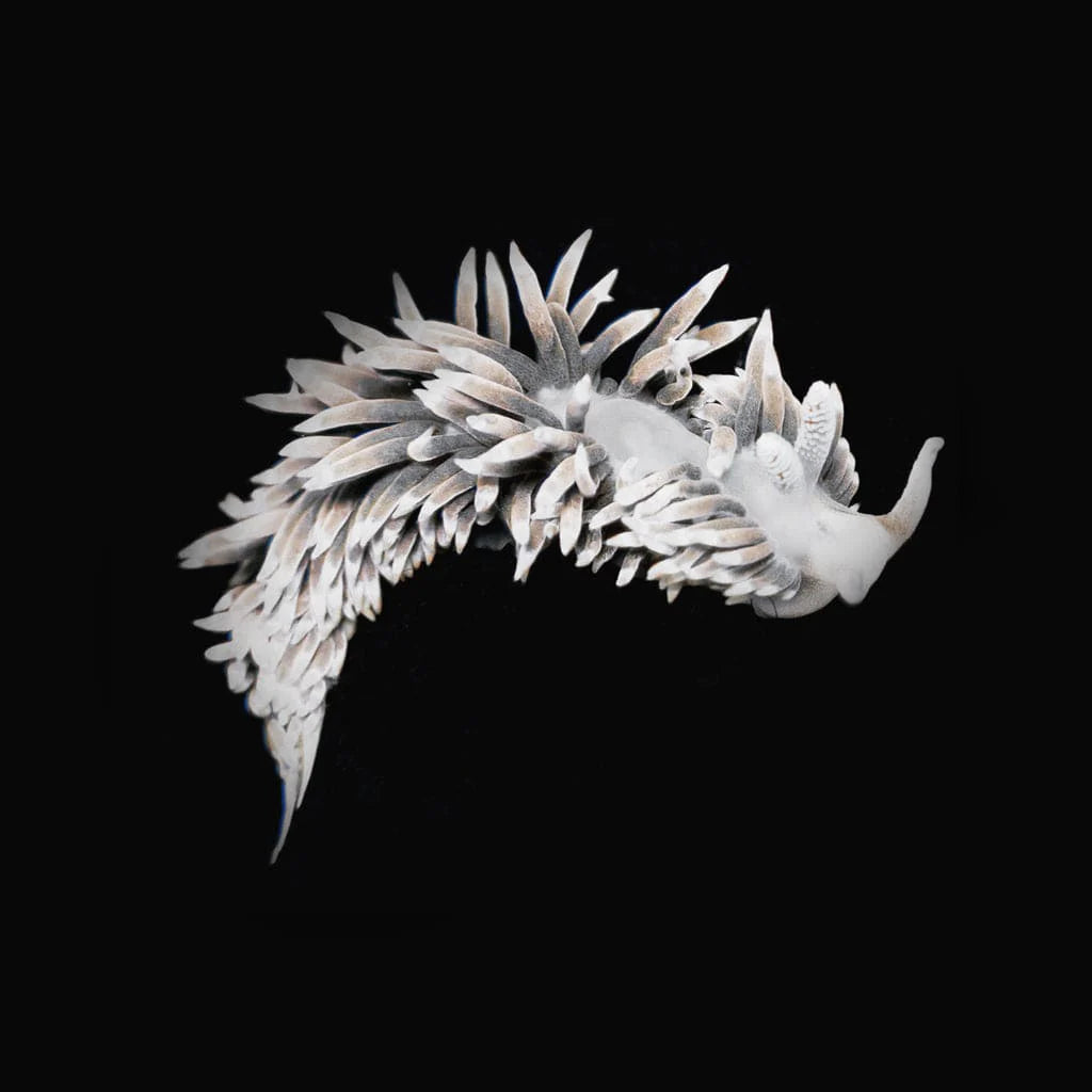 Berghia Nudibranch *Aiptasia Eating*