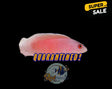 Ring Eye Dottyback