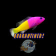 Royal Dottyback