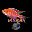 Royal Flasher Wrasse *RARE*