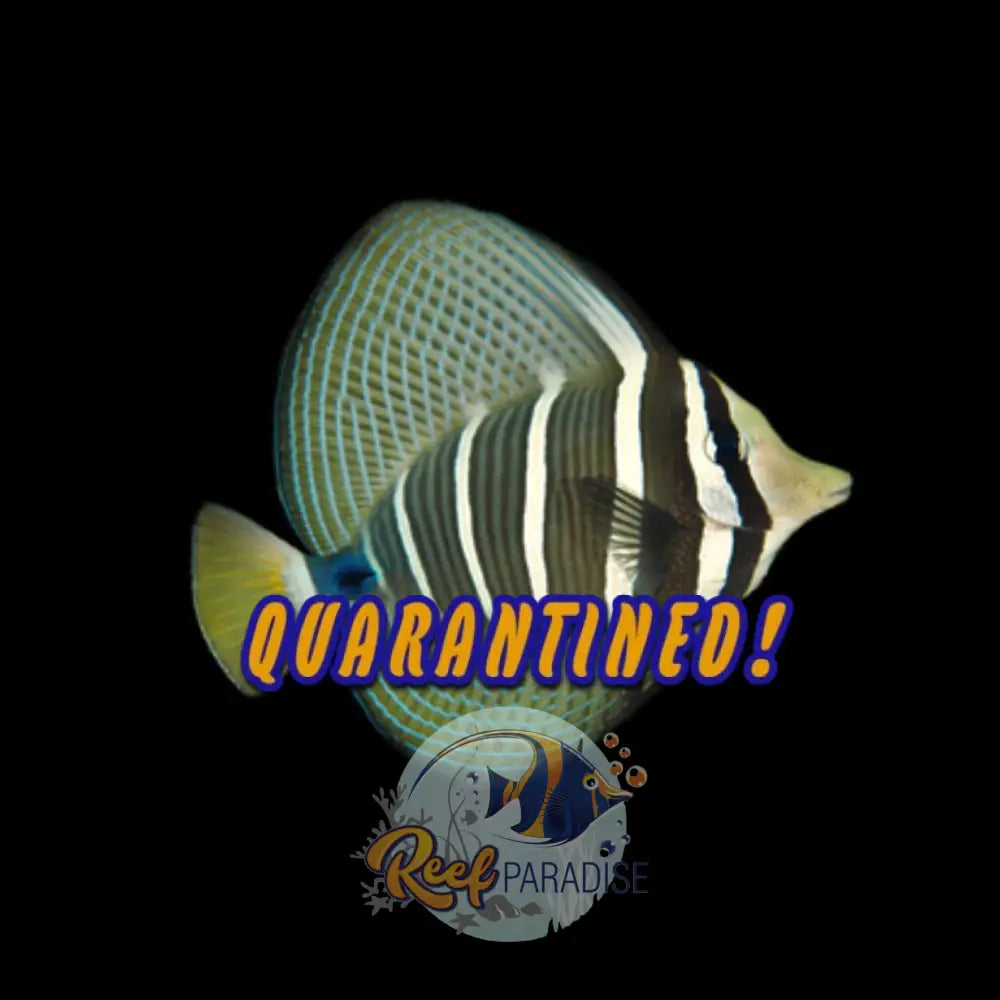 Sailfin Tang (Adult)