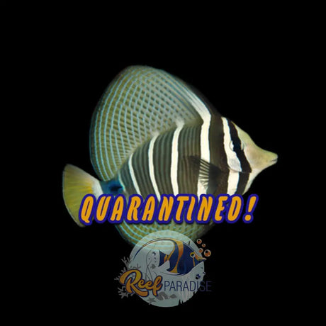 Sailfin Tang (Adult)