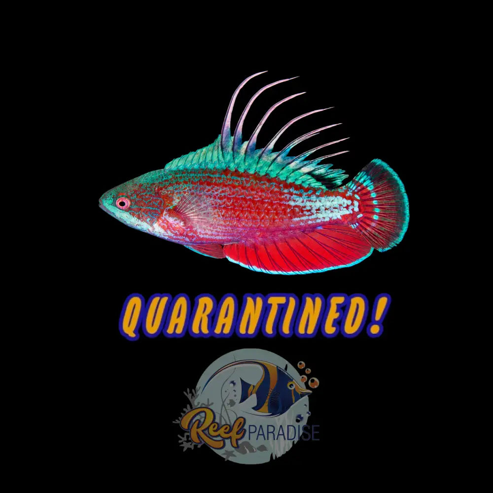 Scarlet Finned Fairy Wrasse