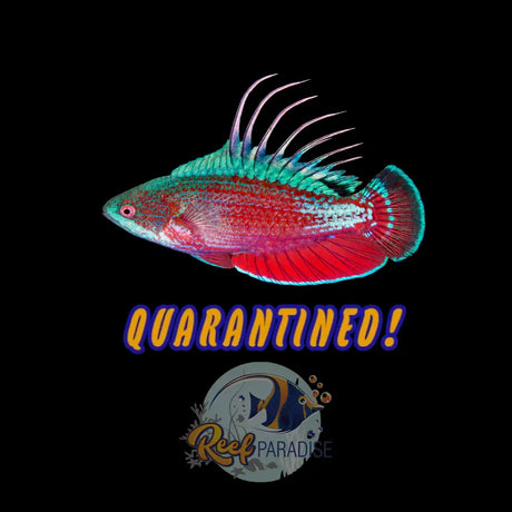 Scarlet Finned Fairy Wrasse