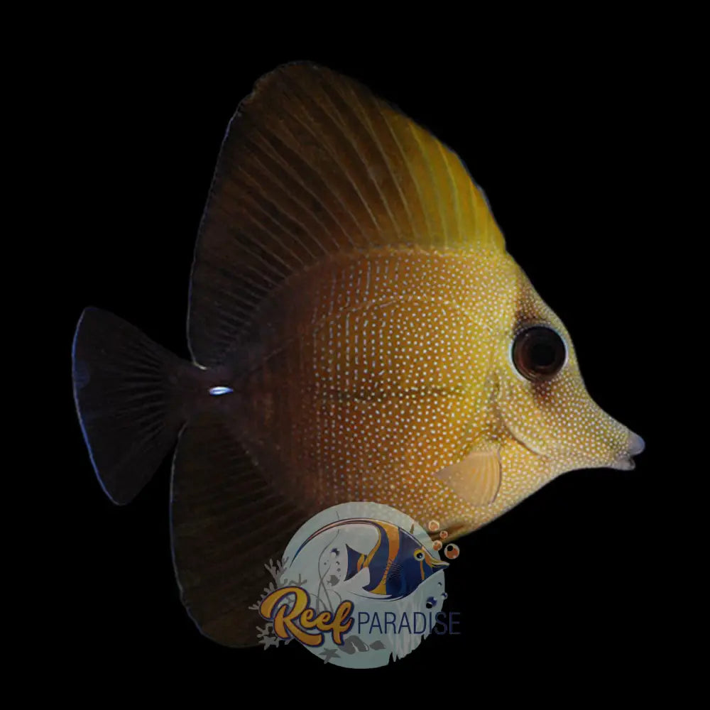 Scopas Tang (Medium)