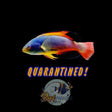 Scott’s Fairy Wrasse *RARE*