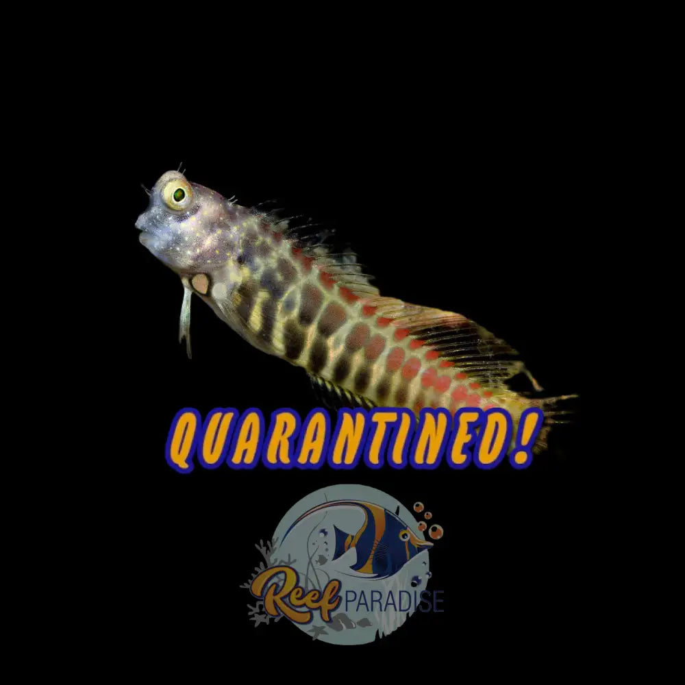 Segmented Blenny