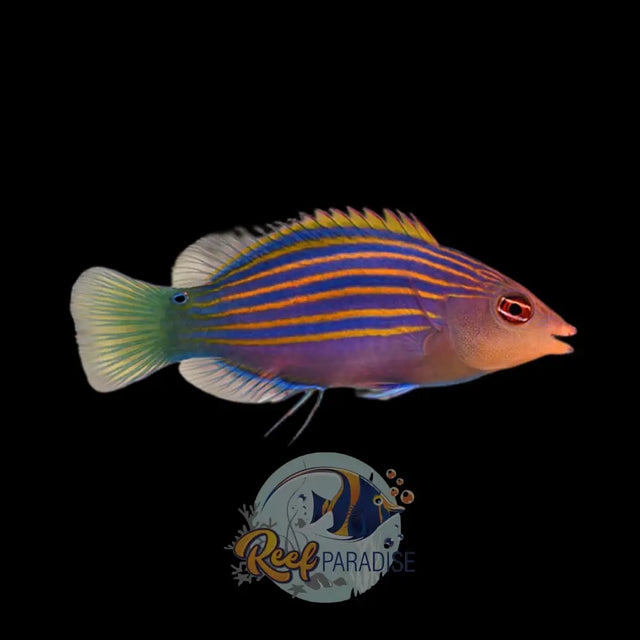 Sixline Wrasse