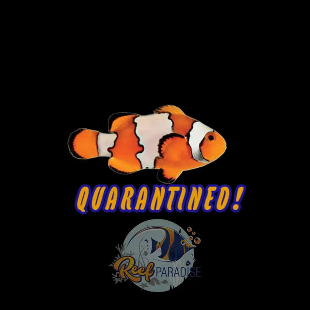 Snowflake Clownfish