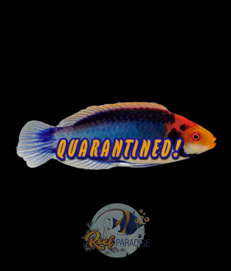 Solar Fairy Wrasse
