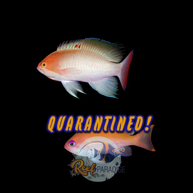 Stocky Anthias RED SEA