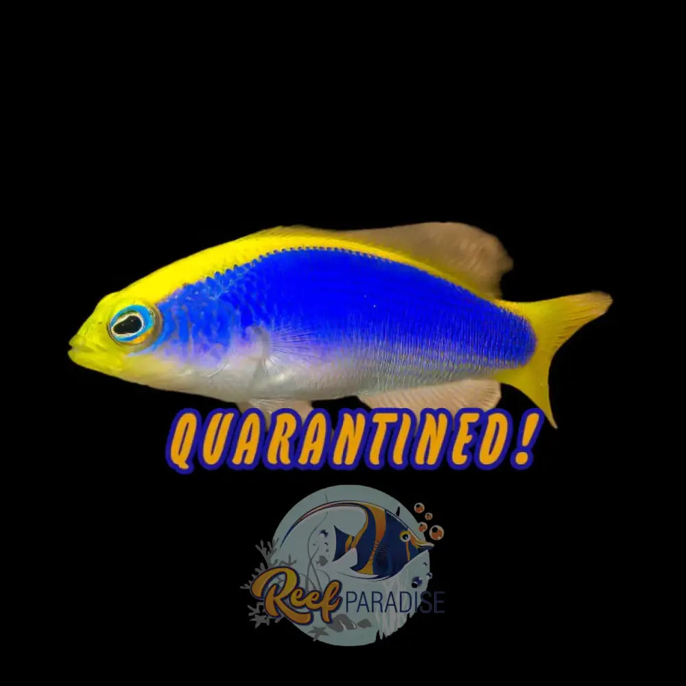 Sunrise Dottyback RED SEA