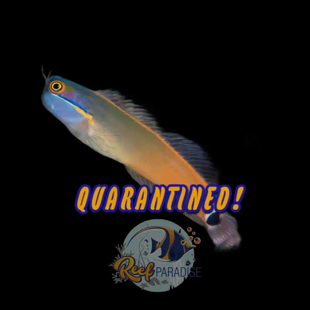 Tailspot Blenny