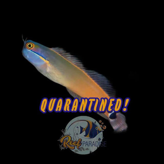 Tailspot Blenny