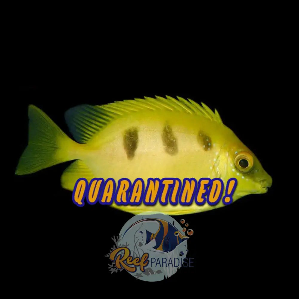 Three Blotched Rabbitfish *RARE*