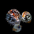 Tiger Cowrie Snail